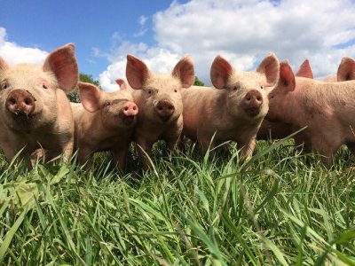 Pigs Might Die Pigs Might Die